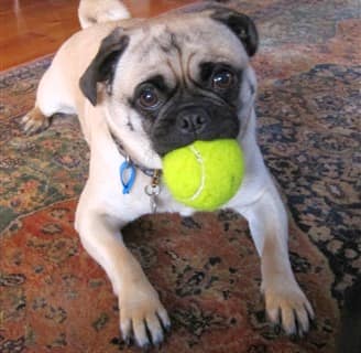pug-dog-acting-funny